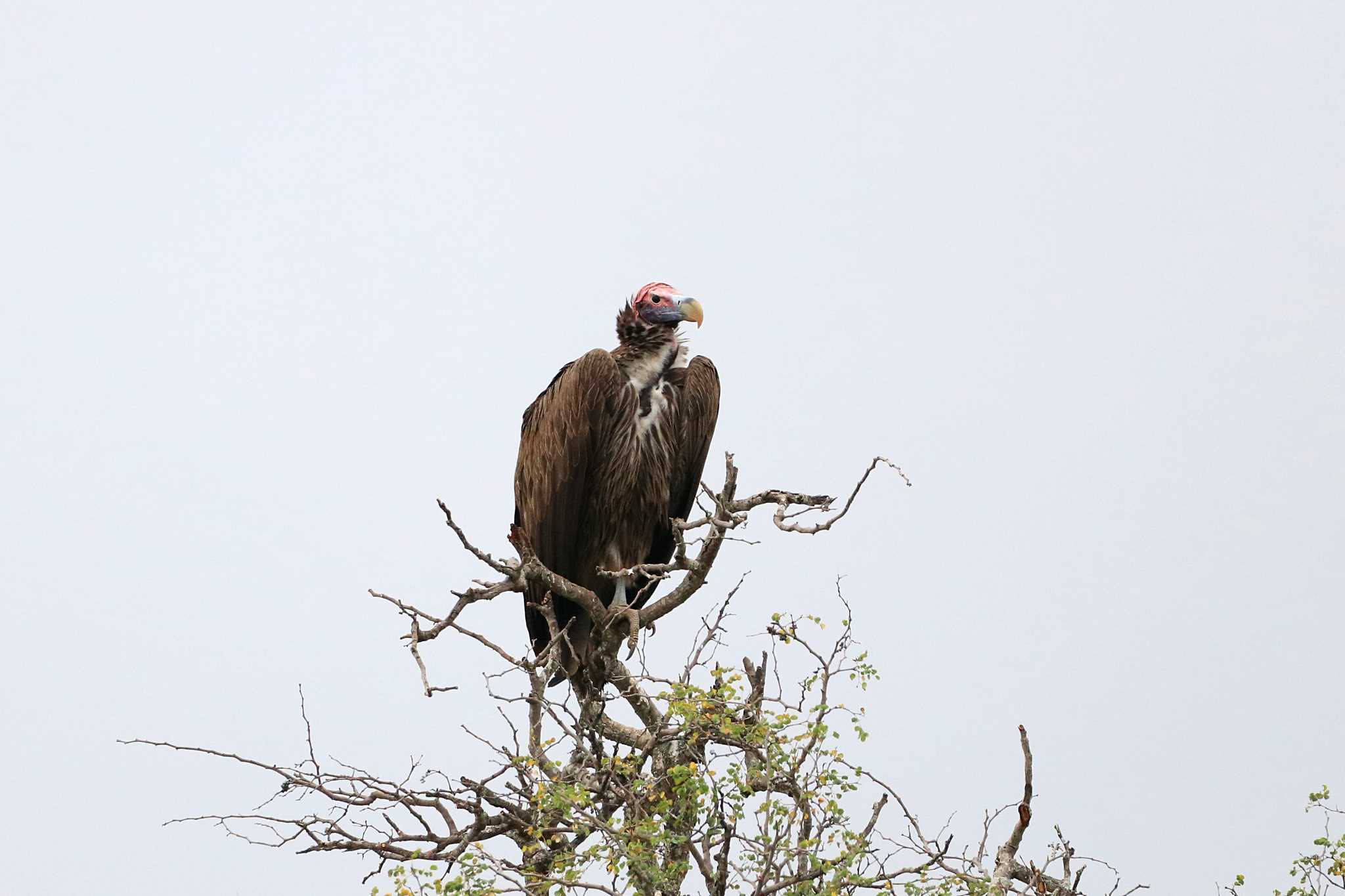 Photo of Lappet-faced Vulture at Kapama Private Game Reserve (South Africa) by とみやん