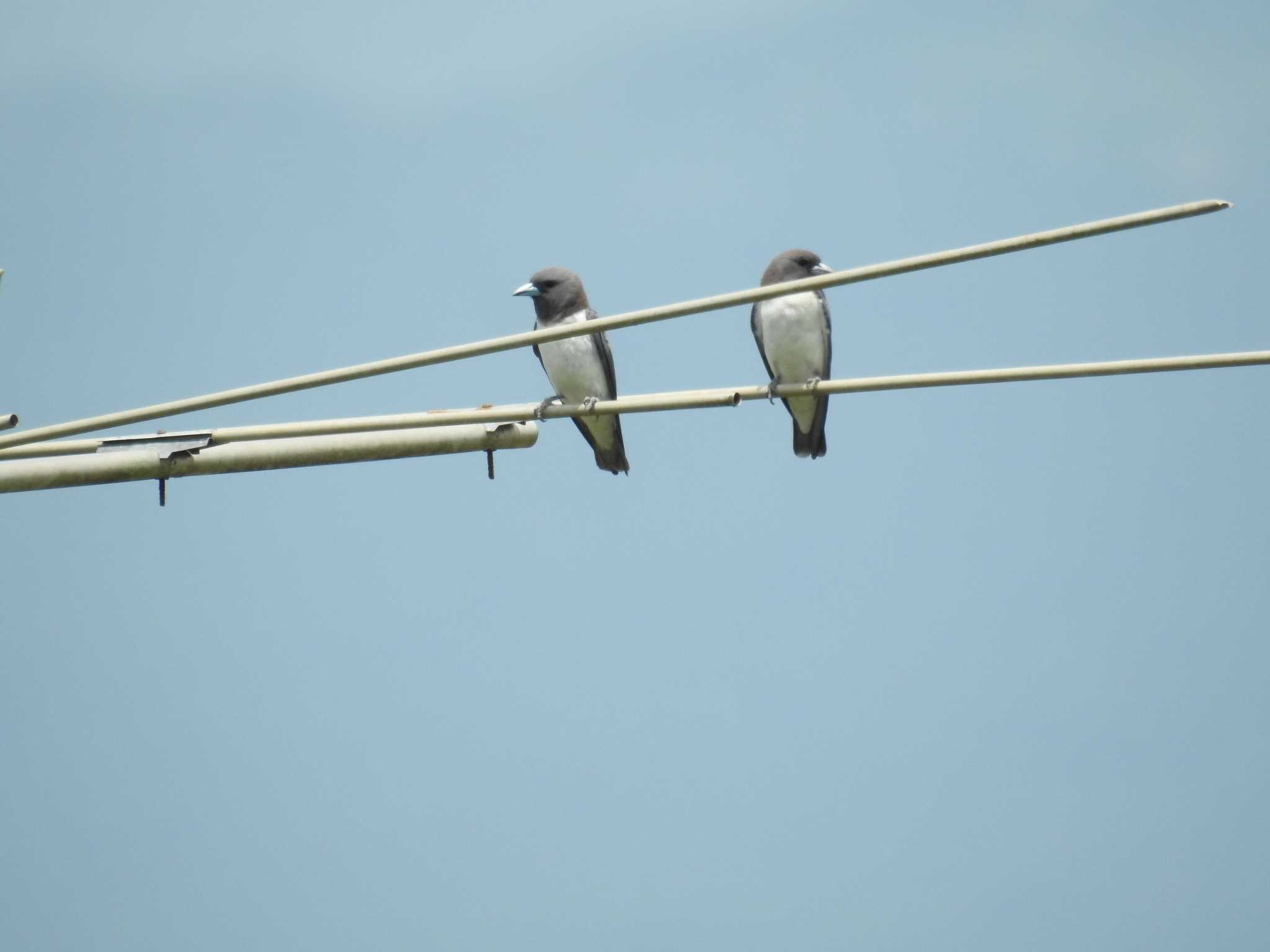 White-breasted Woodswallow