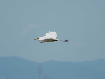 ダイサギ 汐川干潟 2019年7月20日(土)