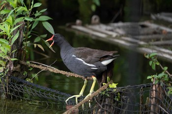 バン 都立浮間公園 2019年7月28日(日)