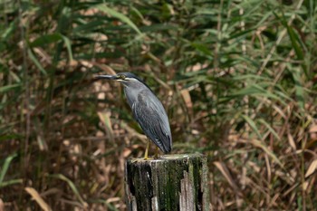 ササゴイ 都立浮間公園 2019年7月28日(日)