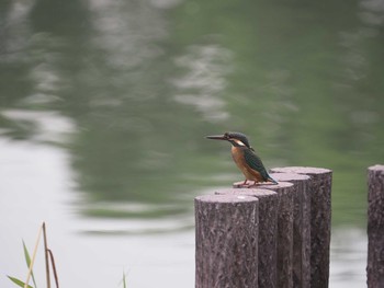 Sun, 7/28/2019 Birding report at Yatsu-higata