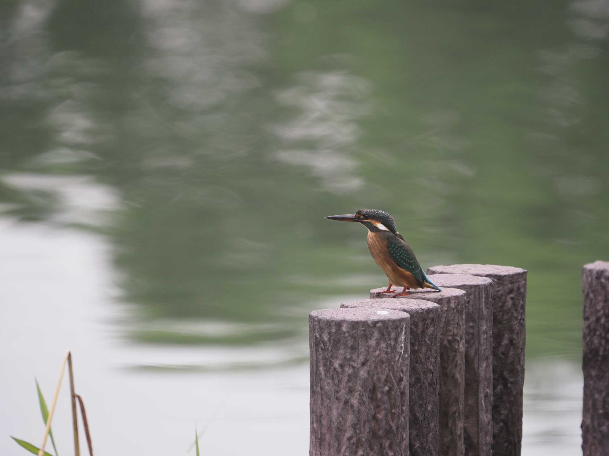 Photo of Common Kingfisher at Yatsu-higata by ふなきち