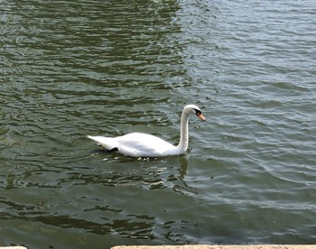 2019年7月28日(日) 皇居の野鳥観察記録