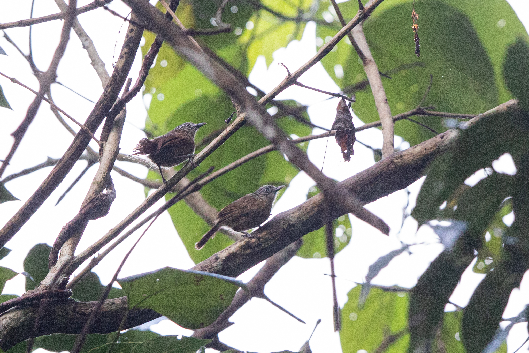 Photo of Brown Tit-Babbler at Raja Sikatuna National Park by Trio