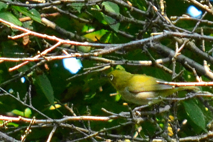 ウトナイ湖 メジロの写真 by トキシラズ