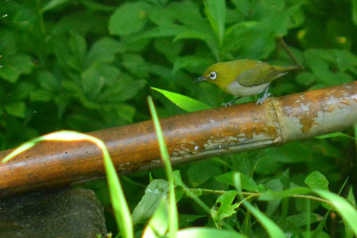 ウトナイ湖 メジロの写真 by トキシラズ