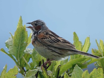 Chestnut-eared Bunting 車山高原 Fri, 7/26/2019