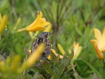 Chestnut-eared Bunting 車山高原 Fri, 7/26/2019