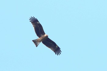 トビ 場所が不明 2019年7月24日(水)