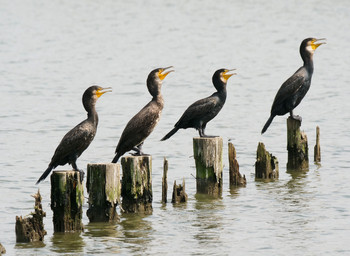 Great Cormorant Isanuma Tue, 7/23/2019