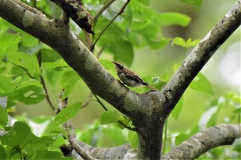 Eurasian Treecreeper Togakushi Forest Botanical Garden Sun, 7/28/2019