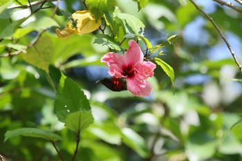 ムネアカタイヨウチョウ ボホール 2019年7月21日(日)