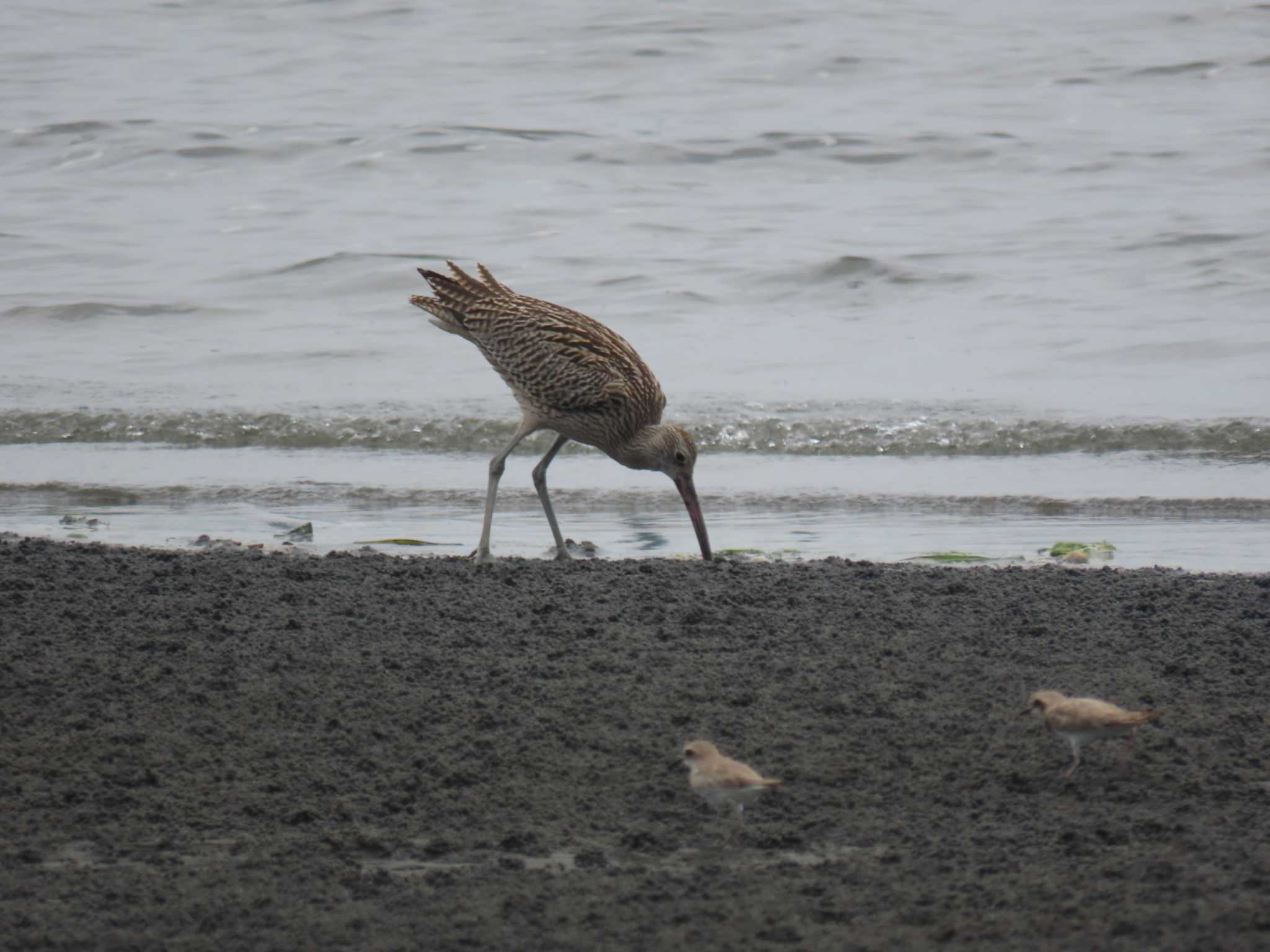 ふなばし三番瀬海浜公園 ホウロクシギの写真 by 38