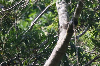 Philippine Green Pigeon ボホール島 Mon, 7/22/2019