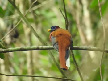 Philippine Trogon フィリピン　ボホール Fri, 7/19/2019