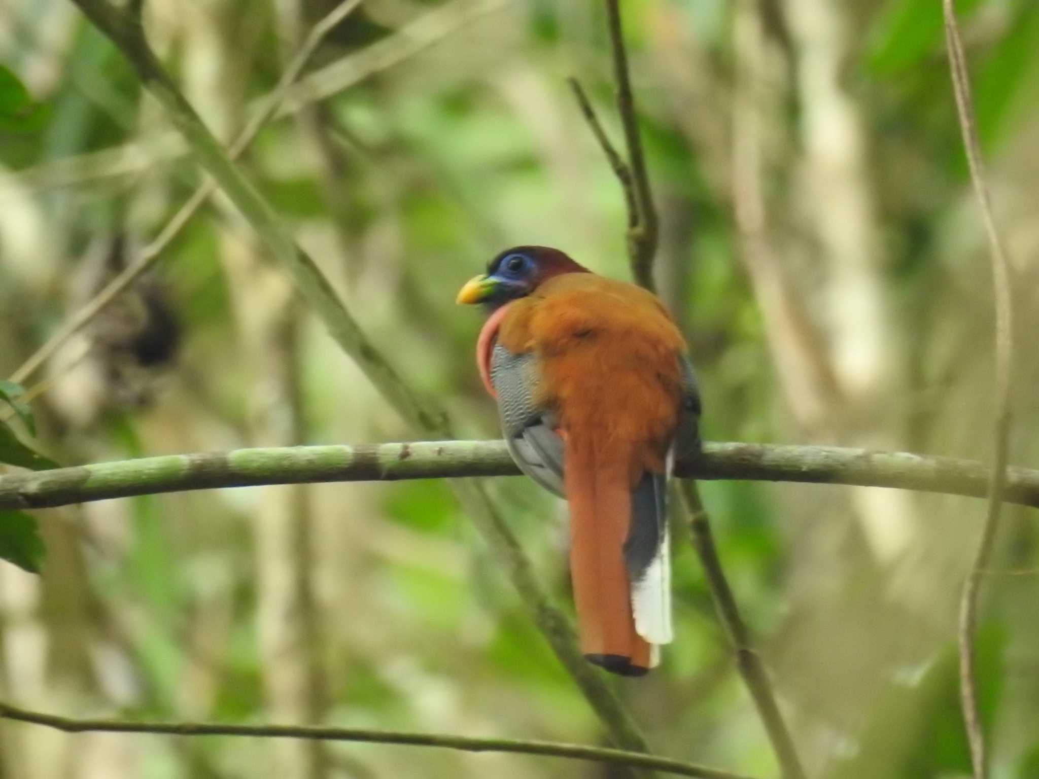 Philippine Trogon