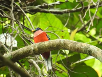 Philippine Trogon フィリピン　ボホール Fri, 7/19/2019