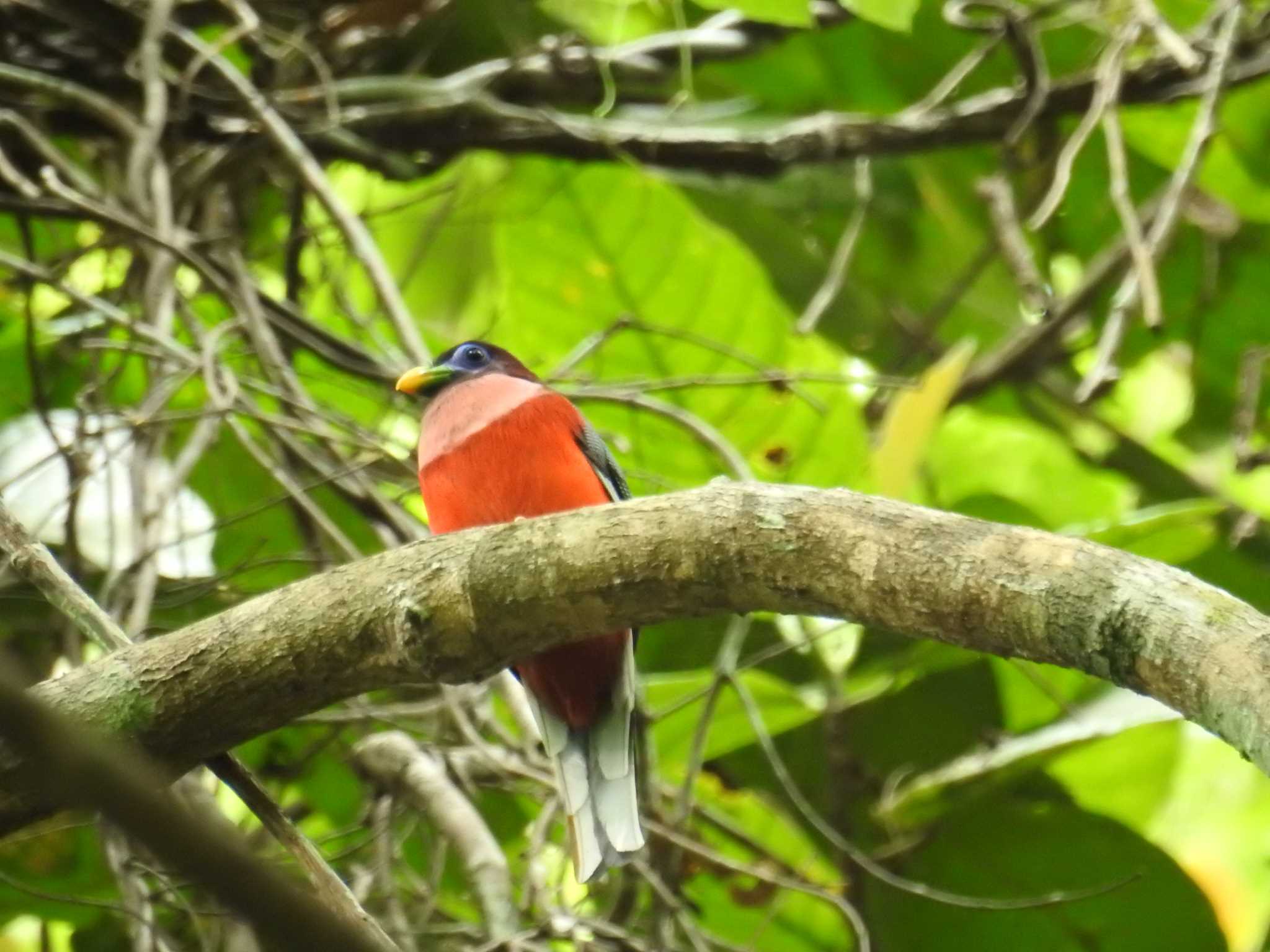 Photo of Philippine Trogon at フィリピン　ボホール by でみこ