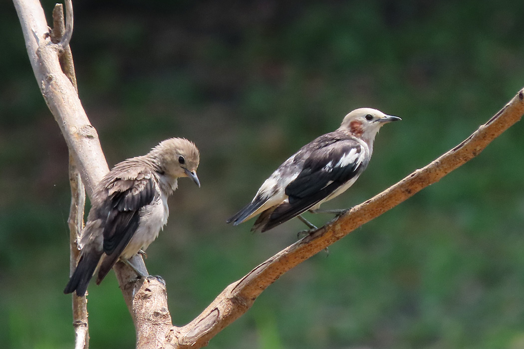 Photo of Chestnut-cheeked Starling at Kasai Rinkai Park by ぴくるす