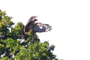 ハチクマ 場所が不明 2019年7月26日(金)