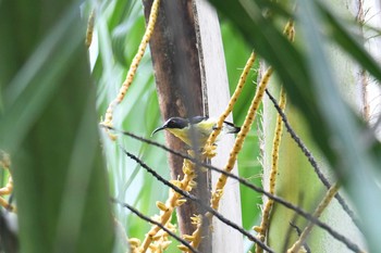 Metallic-winged Sunbird(decorosa) Bilar 2019年7月21日(日)