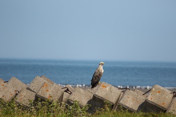 オジロワシ 春国岱原生野鳥公園(根室) 2019年7月29日(月)