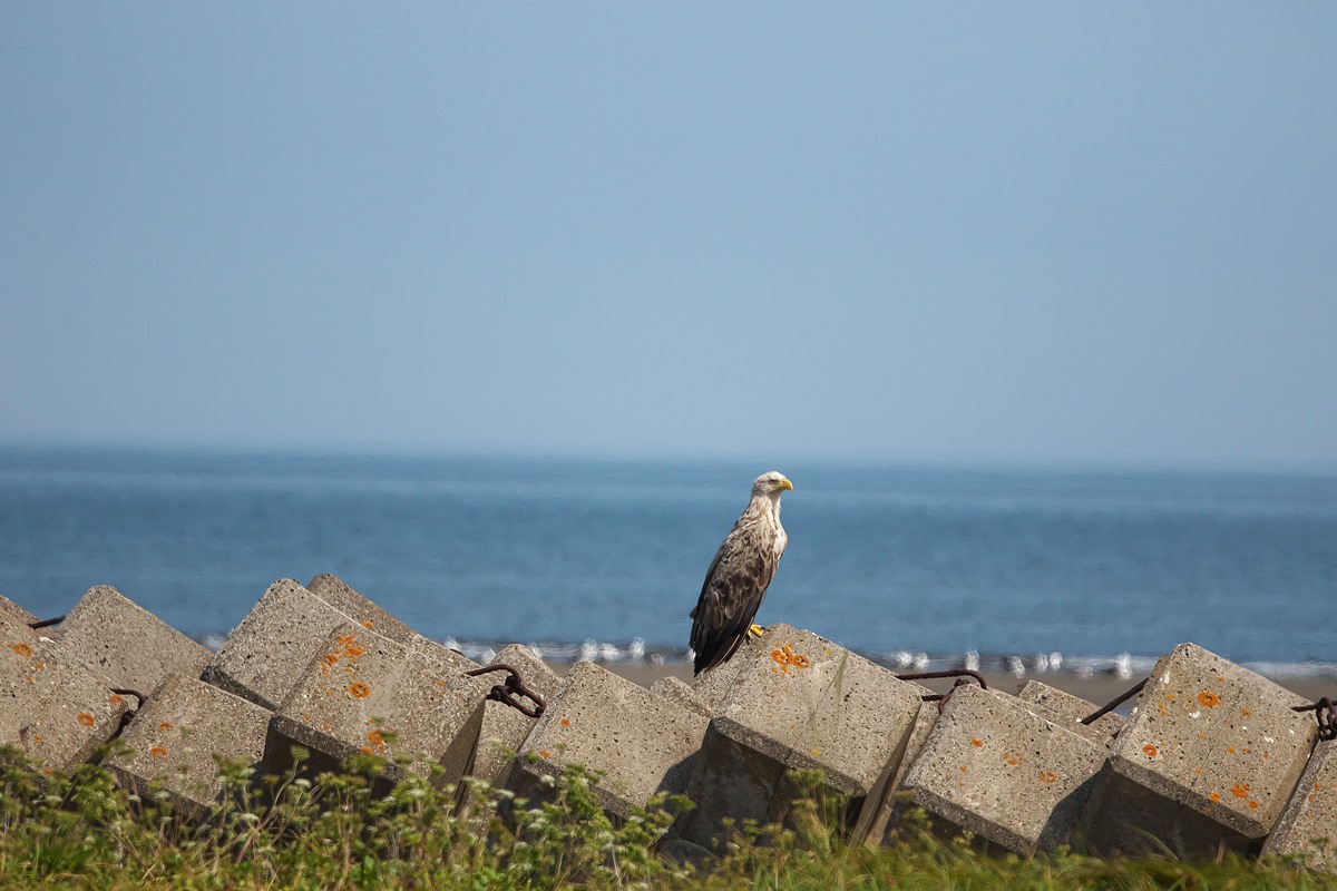 White-tailed Eagle