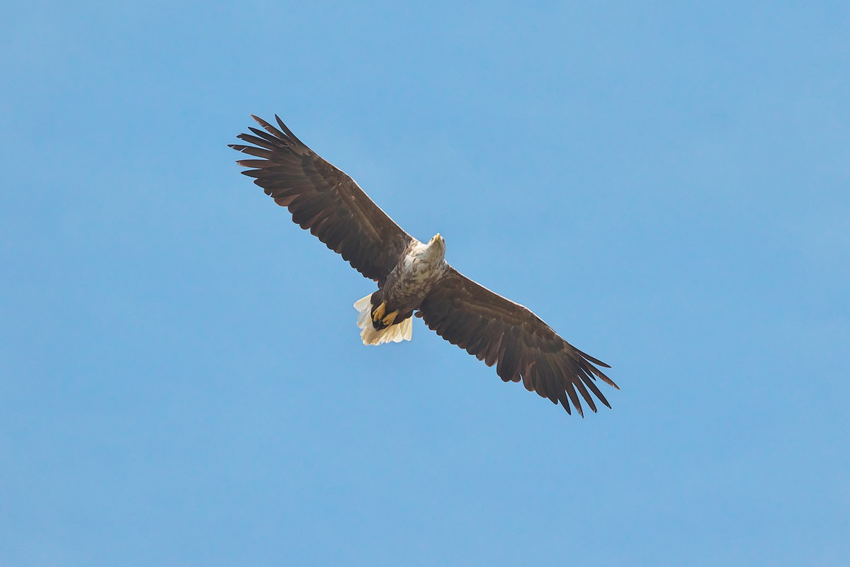 White-tailed Eagle