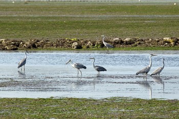 アオサギ 春国岱原生野鳥公園(根室) 2019年7月29日(月)