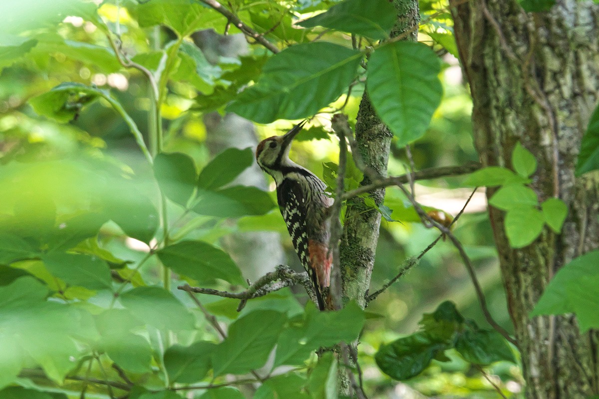 春国岱原生野鳥公園(根室) エゾオオアカゲラの写真 by ほのこと