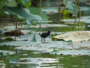 Common Moorhen Unknown Spots Tue, 7/23/2019