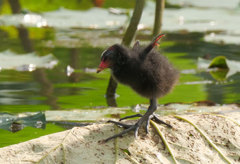 Common Moorhen Unknown Spots Tue, 7/23/2019