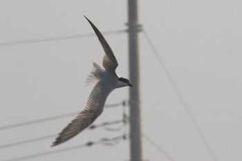 ハシブトアジサシ 九十九里 2019年7月29日(月)