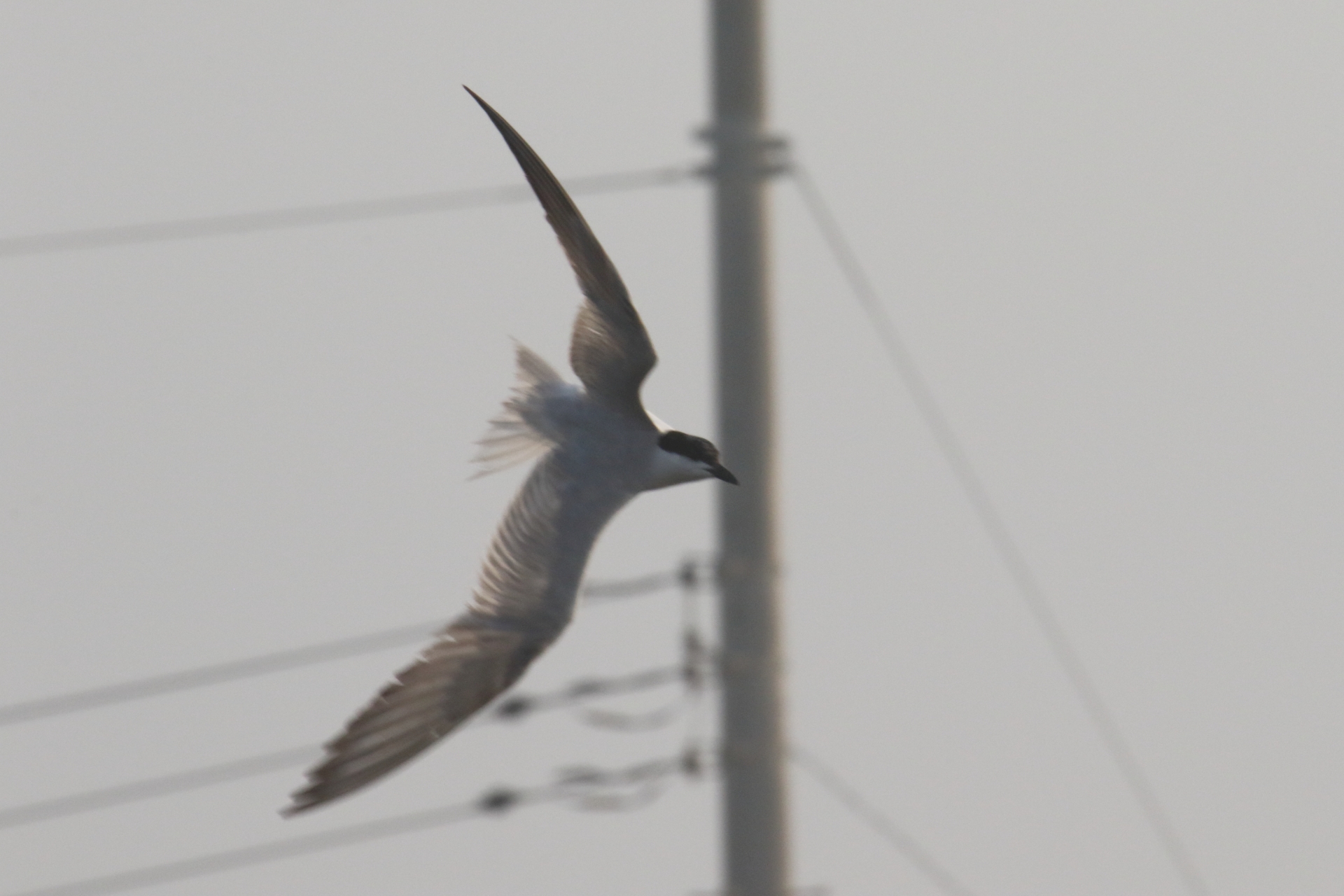 Photo of Gull-billed Tern at 九十九里 by マイク