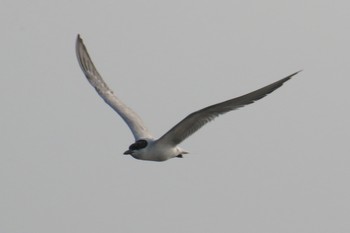 Gull-billed Tern 九十九里 Mon, 7/29/2019