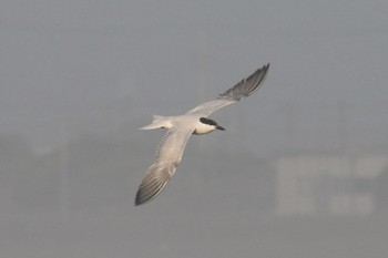 Gull-billed Tern 九十九里 Mon, 7/29/2019