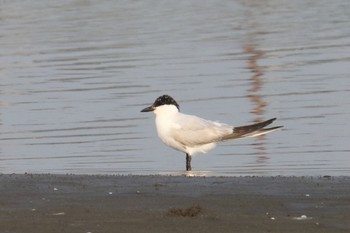 Gull-billed Tern 九十九里 Mon, 7/29/2019