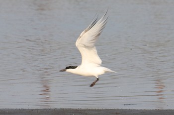 Gull-billed Tern 九十九里 Mon, 7/29/2019