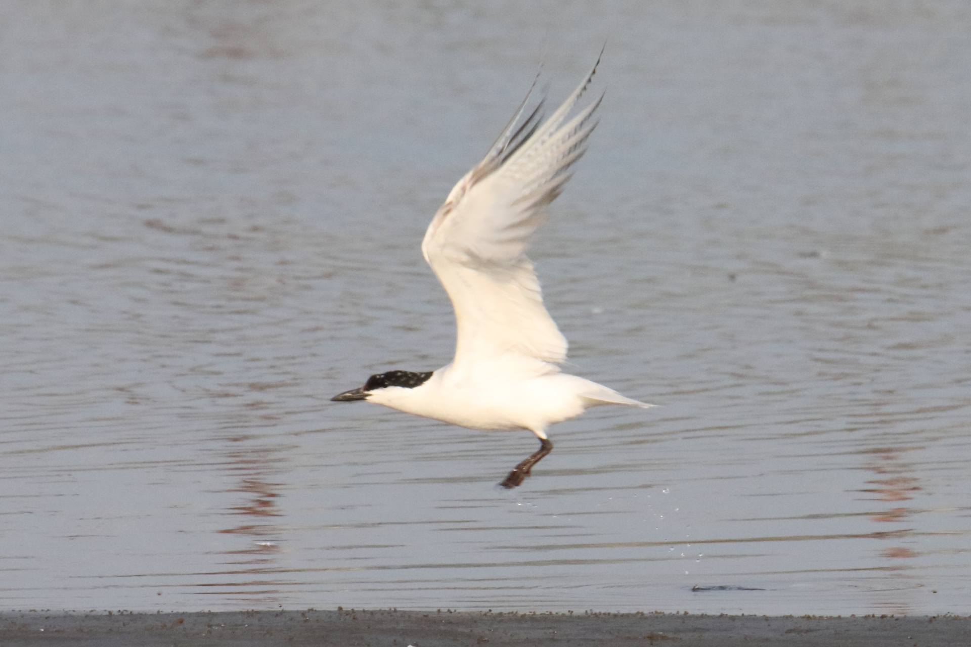 Photo of Gull-billed Tern at 九十九里 by マイク