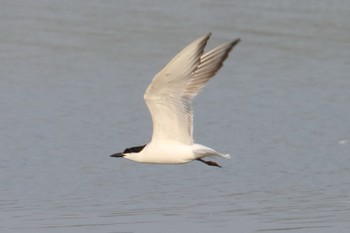 Gull-billed Tern 九十九里 Mon, 7/29/2019