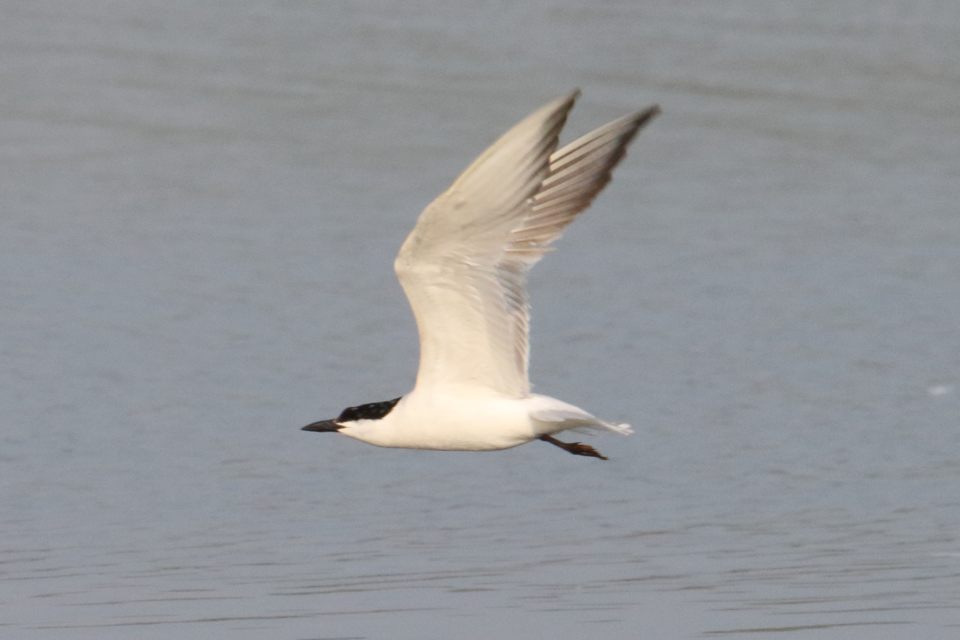 Photo of Gull-billed Tern at 九十九里 by マイク