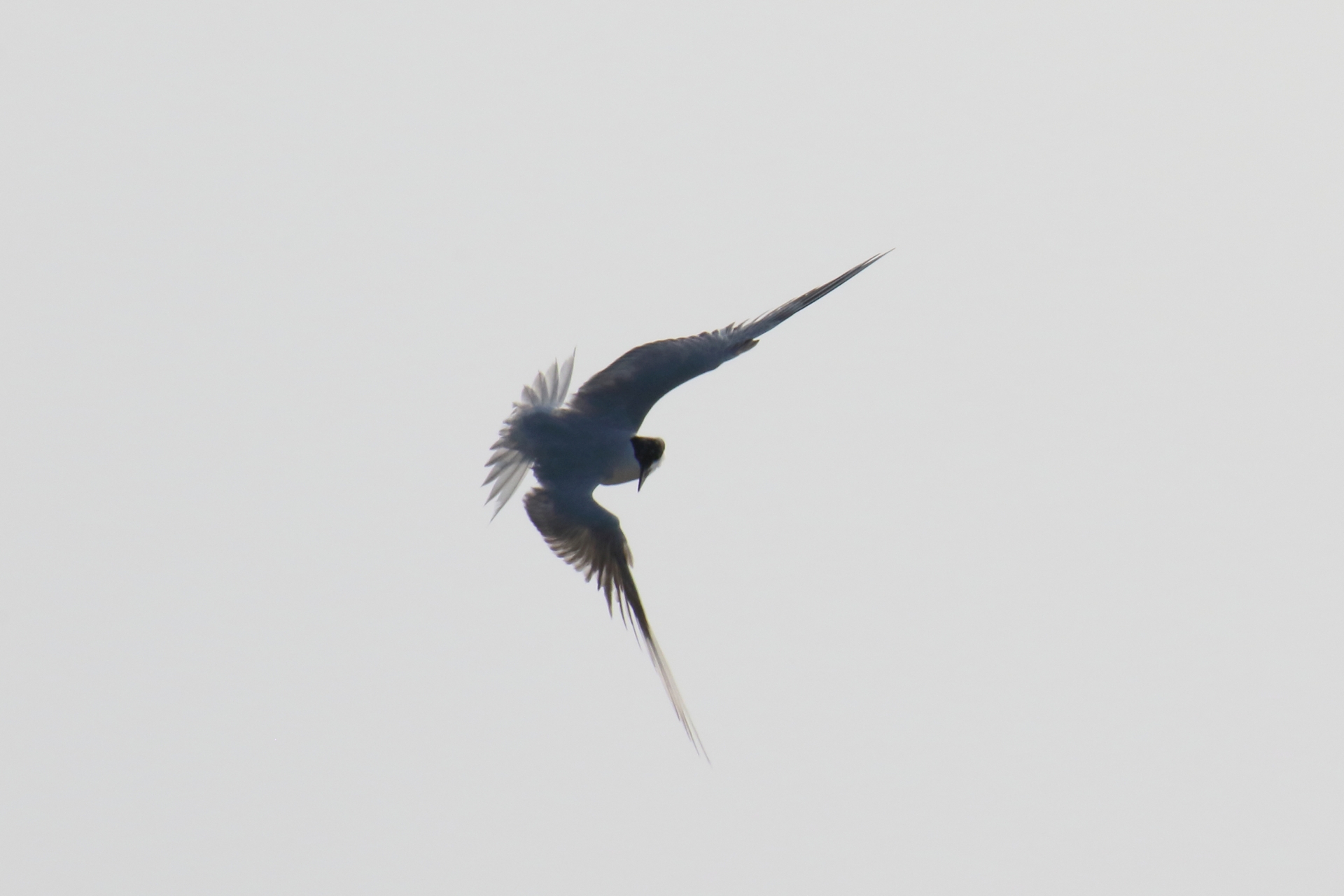 Photo of Gull-billed Tern at 九十九里 by マイク