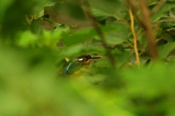 カワセミ 野川 2019年7月18日(木)