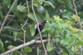 Chestnut Munia ボホール島 Mon, 7/22/2019