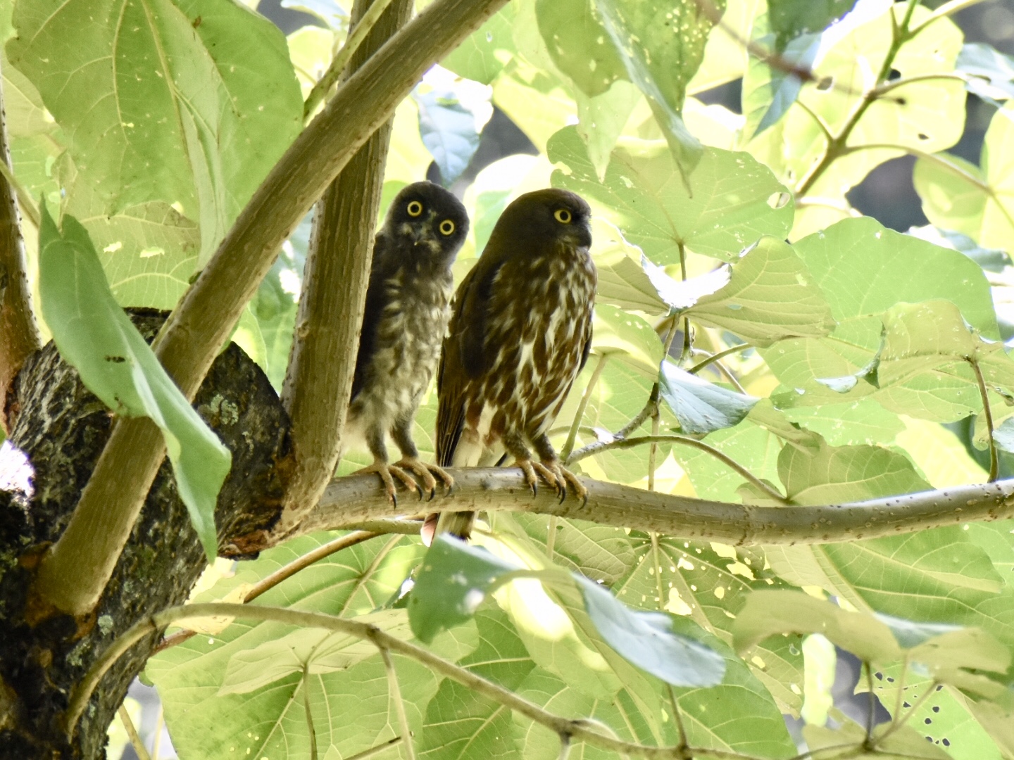  アオバズクの写真 by ヨウコ