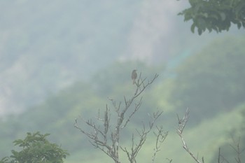 ウグイス 伊吹山 2019年7月29日(月)