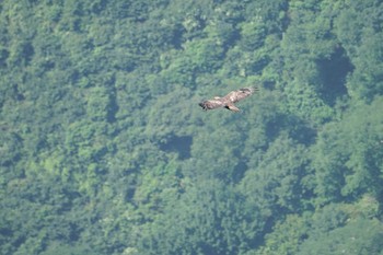 イヌワシ 伊吹山 2019年7月29日(月)