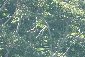 2019年7月29日(月) 伊吹山の野鳥観察記録