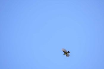 2019年7月20日(土) フィリピン　ボホールの野鳥観察記録